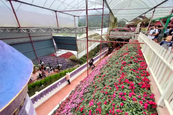 金马仑薰衣草花园彩色花圃欧式风格